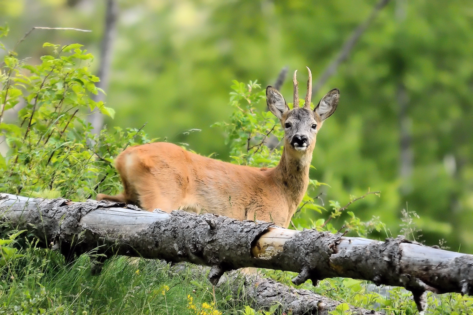blavand wildtiere rehe und hirsche